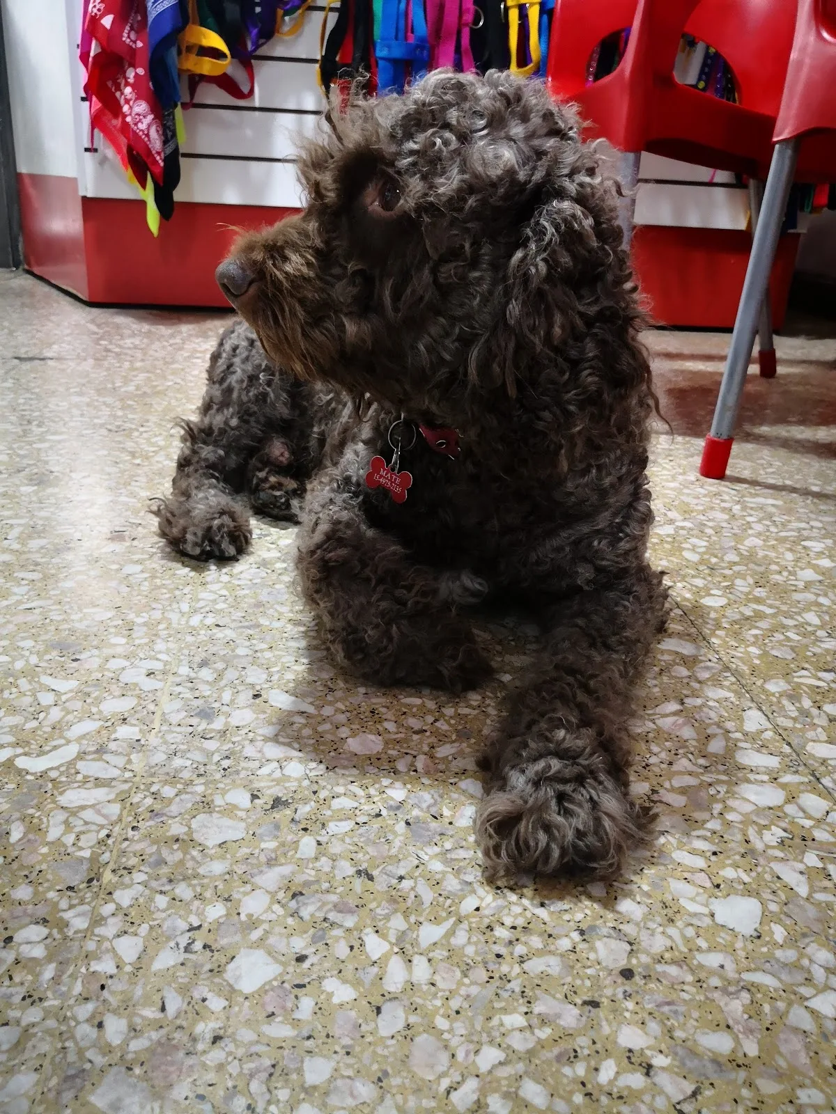 Rocco, perro atendido en Azara La Veterinaria